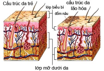 Sự khác nha giữa làn da trẻ và da lão hóa